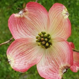 Meet your Posher, Georgia